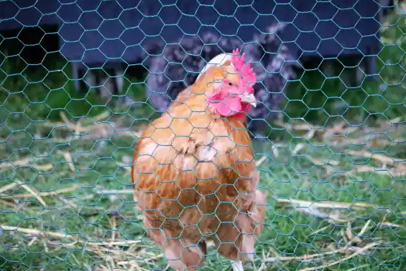 Tela Hexagonal protegendo um galo em um galinheiro